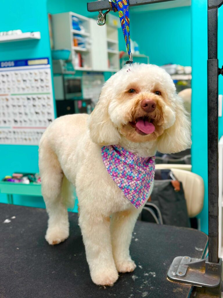Yuppy Puppy