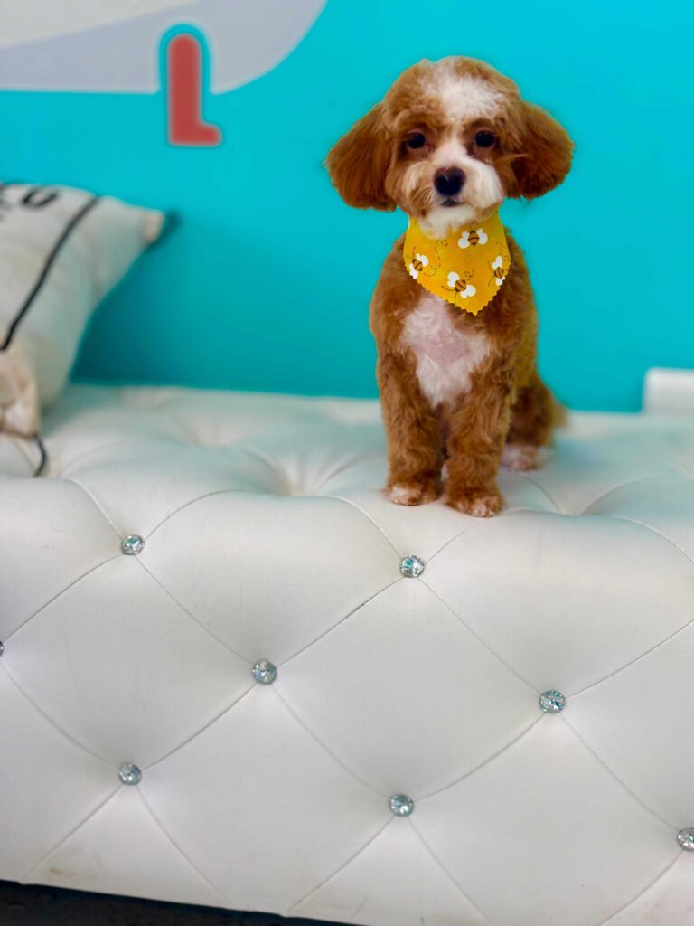 Yuppy Puppy