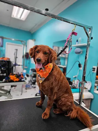 Yuppy Puppy