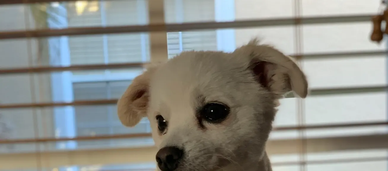 Louie