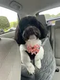 Basil